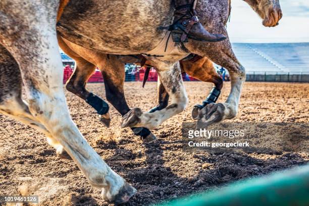 10,196 Gallop Animal Gait Photos and Premium High Res Pictures - Getty  Images