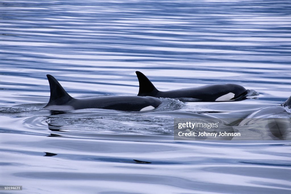 Two Orca Two Orcas Swimming Side By Side Elevated View High-Res Stock Photo ...