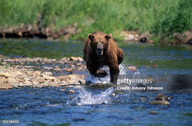 grizzly bear (ursus arctos horribilis) fishing for salmon - animals charging stock pictures, royalty-free photos & images