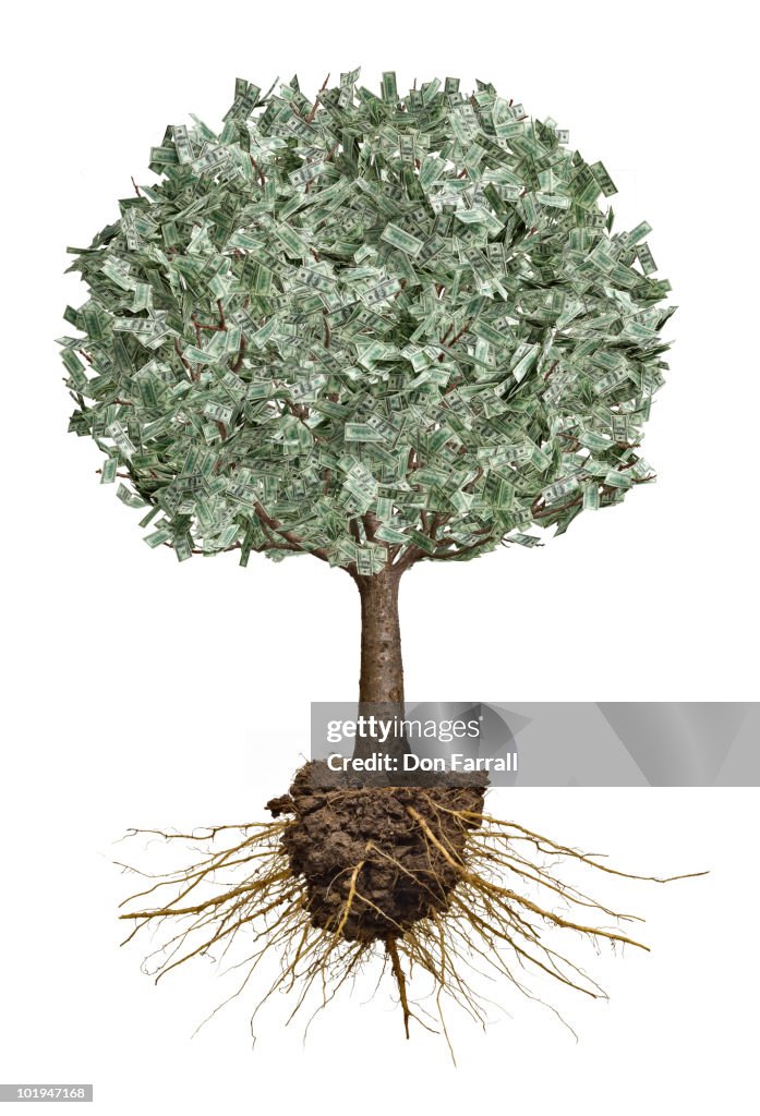 Money tree with roots exposed