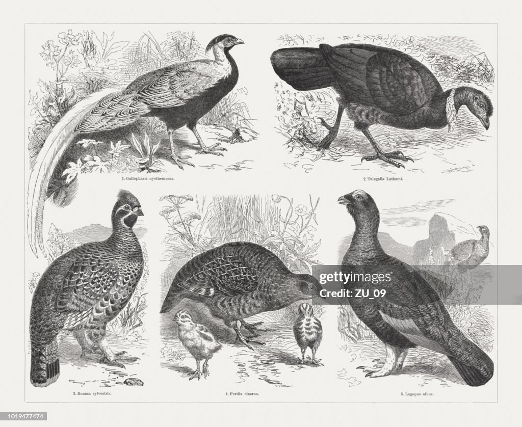 Game birds, wood engravings, published in 1897