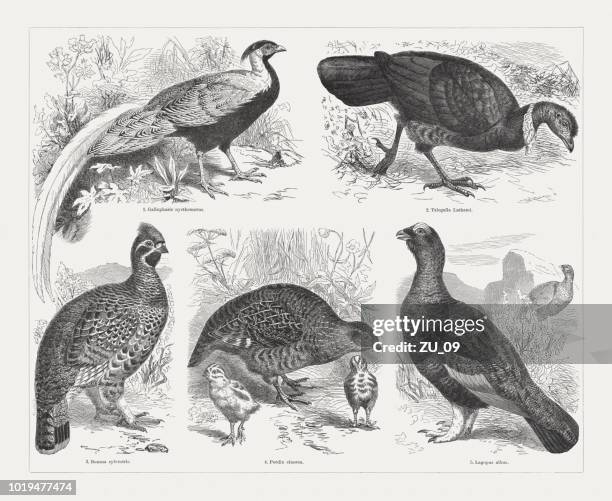 Game Birds Wood Engravings Published In 1897 High-Res Vector Graphic