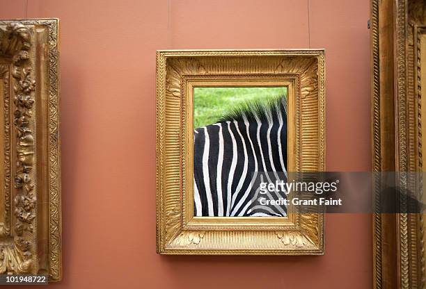 framed photograph of detail of zebra - art museum bildbanksfoton och bilder