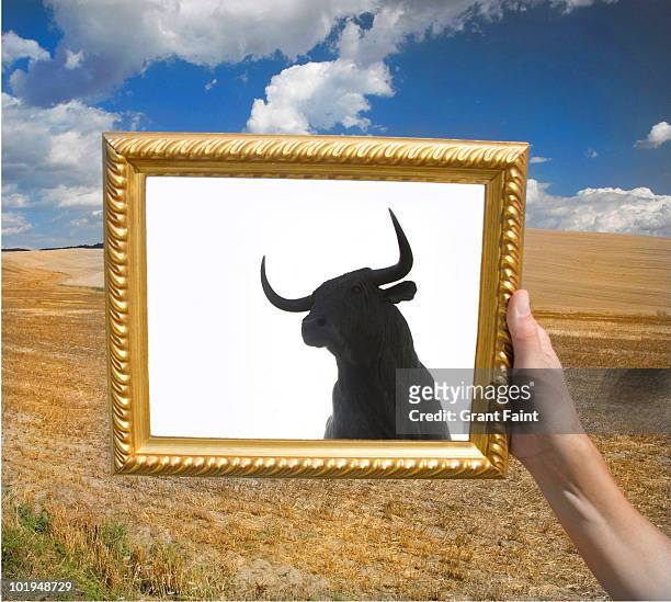 framed photograph of bull image. - bull silhouette 個照片及圖片檔