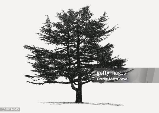 ilustraciones, imágenes clip art, dibujos animados e iconos de stock de árbol de coníferas - cedar tree