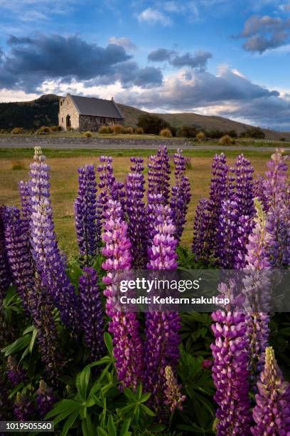 church of the good shepherd and lupine blooming flowers,tekapo lake, new zealand - mackenzie country stock pictures, royalty-free photos & images