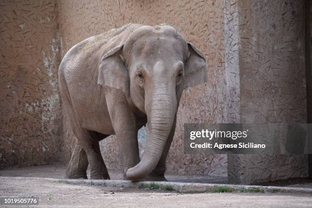 bioparco roma - zoológico fotografías e imágenes de stock