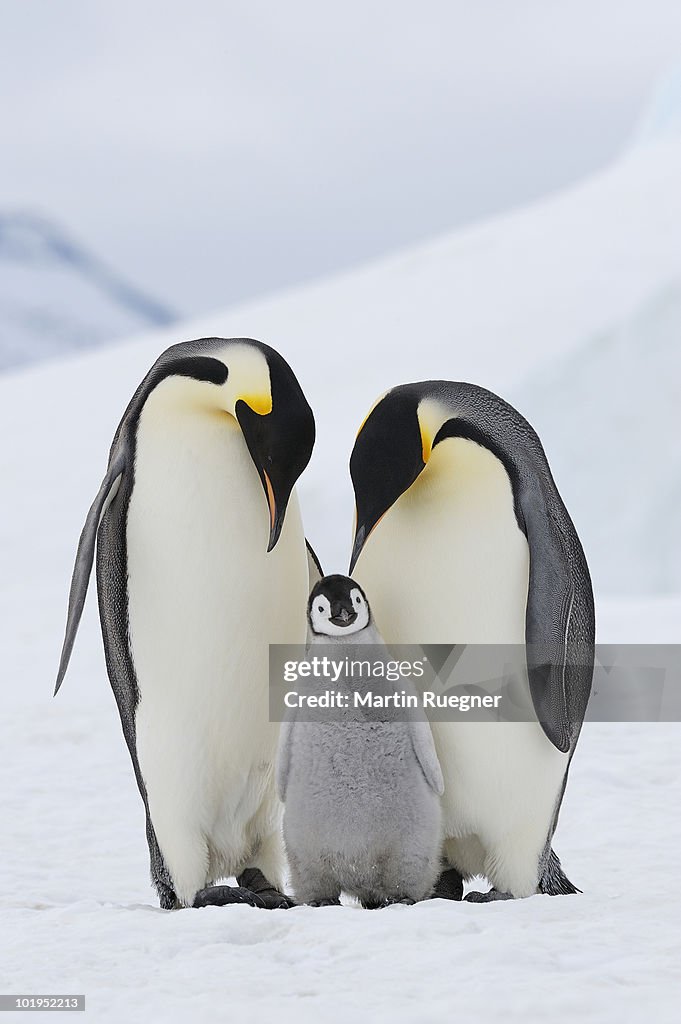 Emperor Penguins (Aptenodytes forsteri).