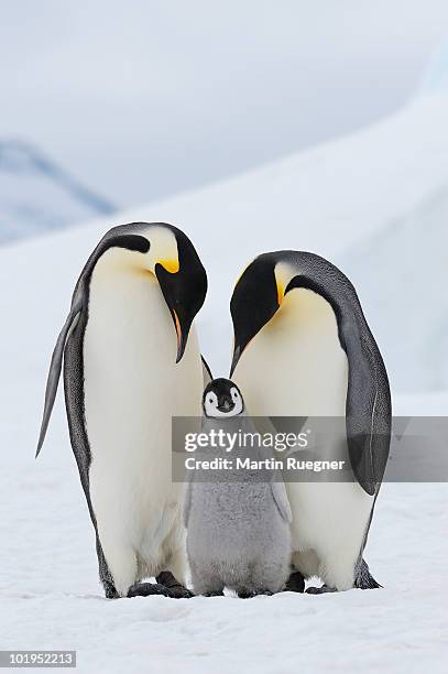 emperor penguins (aptenodytes forsteri). - mannetje stockfoto's en -beelden