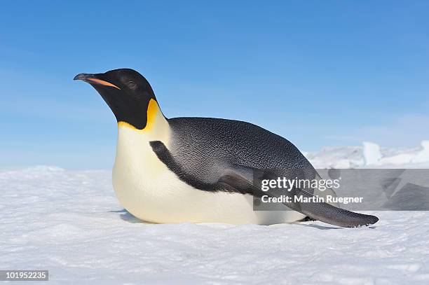 emperor penguin (aptenodytes forsteri). - emperor penguin stock pictures, royalty-free photos & images