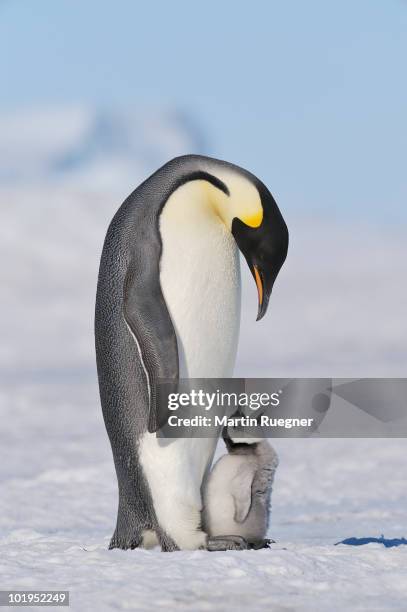emperor penguins (aptenodytes forsteri). - kaiserpinguin stock-fotos und bilder