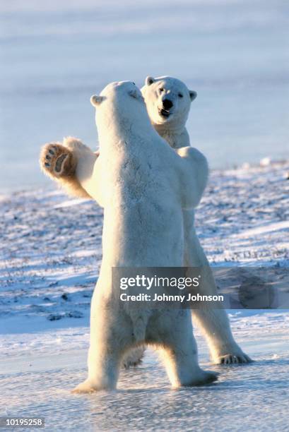 polar bears (ursus martimus) playing - dancing bear stock pictures, royalty-free photos & images