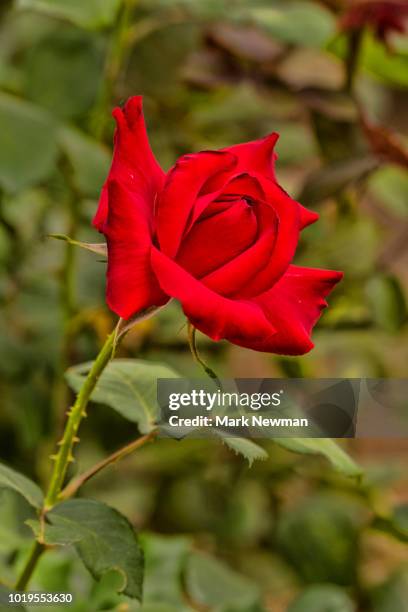 Mark Rise Photos and Premium High Res Pictures - Getty Images