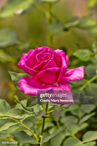 Mark Rise Photos and Premium High Res Pictures - Getty Images