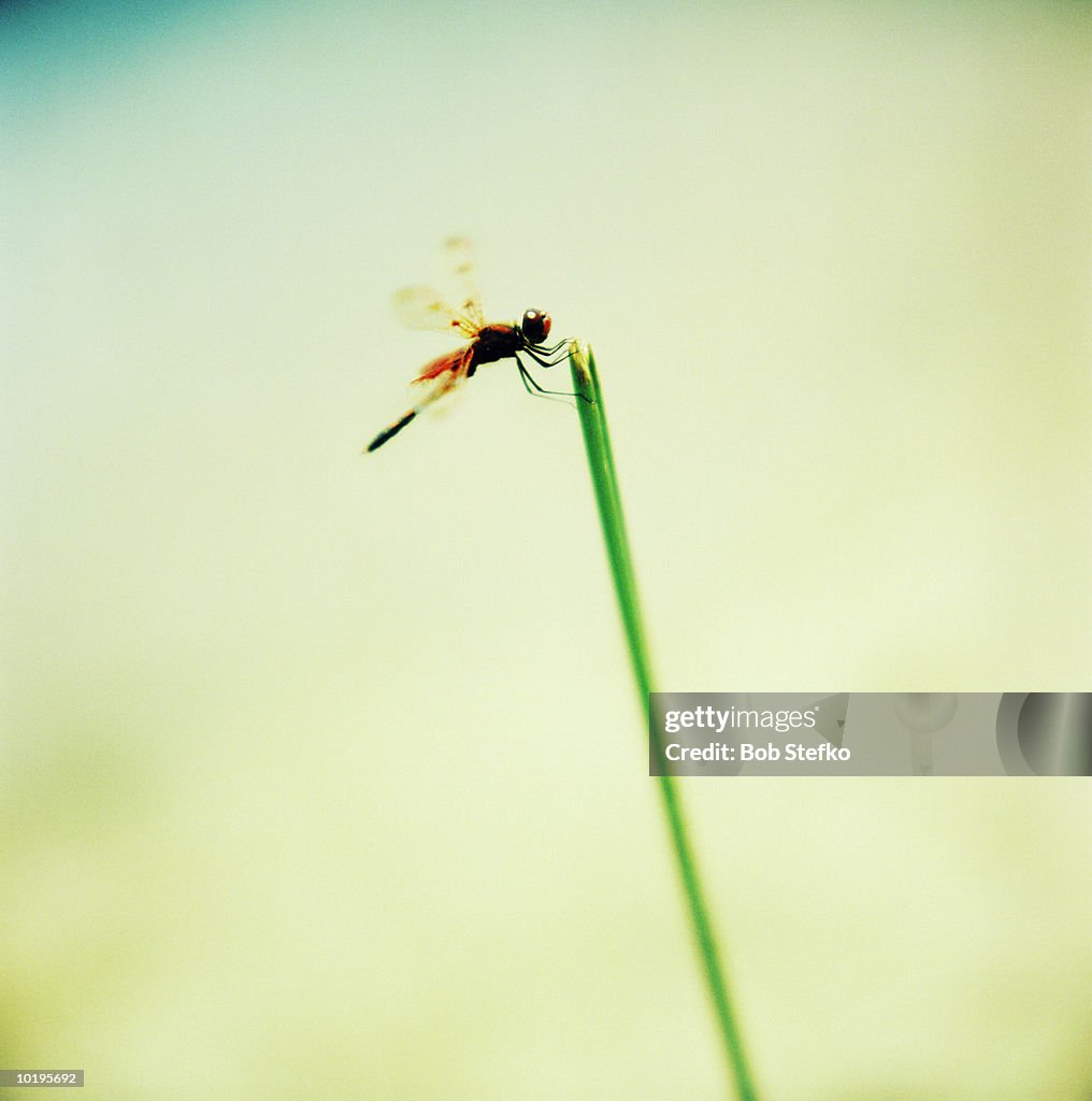 American ruby spot dragonfly (Hetaerina americana) perching on grass s