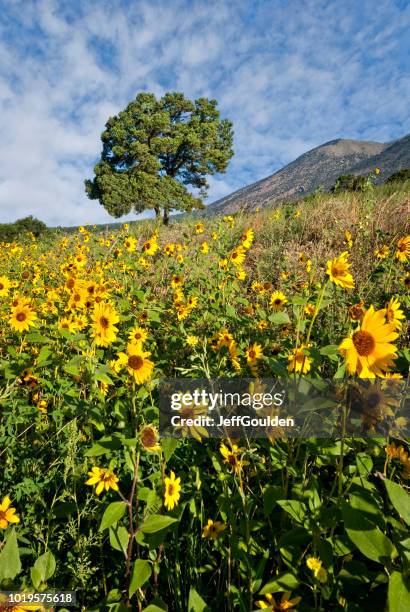 lone tree in a sunflower field - flowers flagstaff az stock pictures, royalty-free photos & images