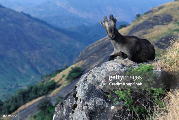 37 Eravikulam National Park Photos and Premium High Res Pictures - Getty Images 37 Eravikulam National Park Photos and Premium High Res Pictures - Getty Images