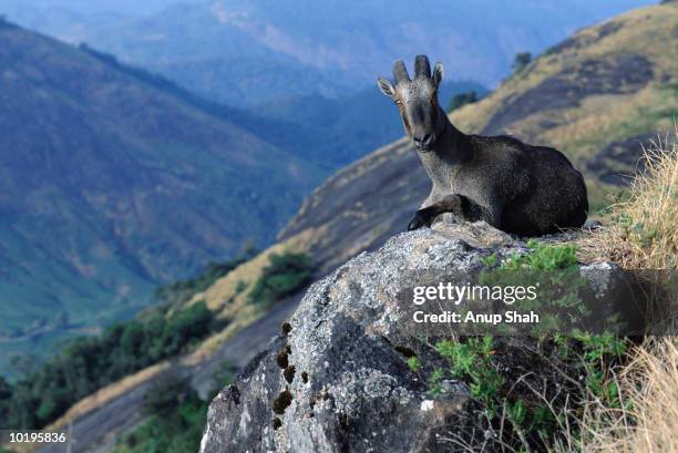 nilgiri tahr (hemitragus hylocrius) resting on rock - nilgiri tahr stock pictures, royalty-free photos & images