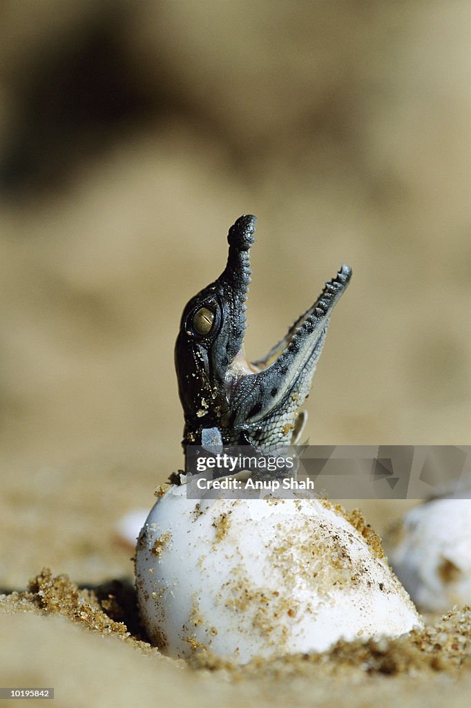 Nile crocodile (Crocodylus niloticus) hatching, close-up