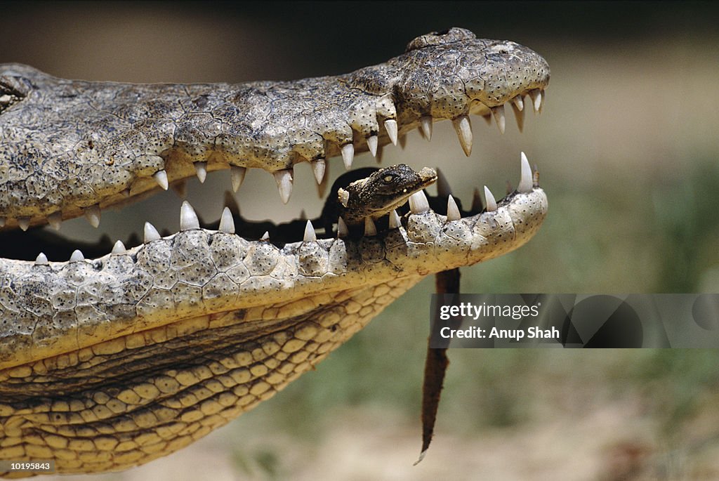 Female nile crocodile carrying newborn in jaws, close-up