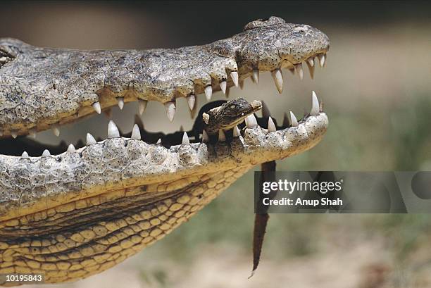 female nile crocodile carrying newborn in jaws, close-up - crocodile fotografías e imágenes de stock