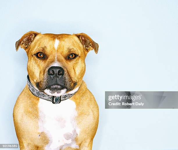 staffordshire bull terrier, close-up - strong pitbull stock pictures, royalty-free photos & images