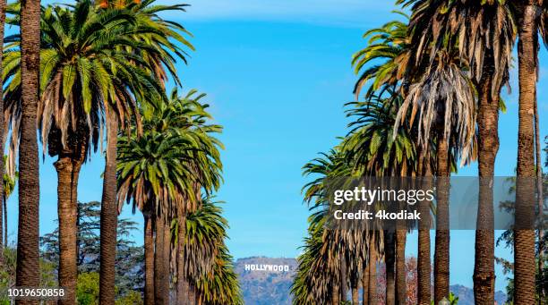 hollywood sign and palm trees - mulholland drive stock pictures, royalty-free photos & images