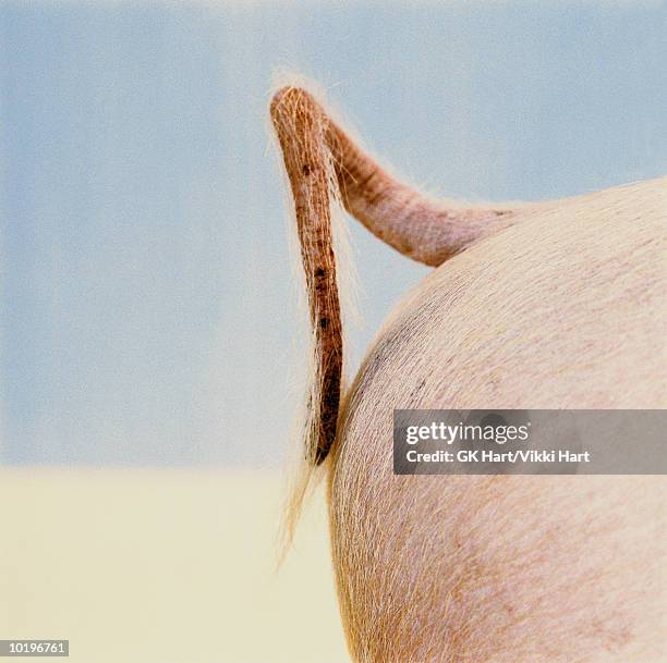 pig's tail, close-up - hinterteil stock-fotos und bilder