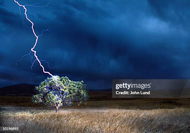 Lightning Tree Photos and Premium High Res Pictures - Getty Images