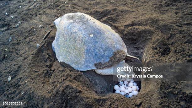 female olive ridley sea turtle laying eggs in nest on beach, costa rica - laying egg stock pictures, royalty-free photos & images