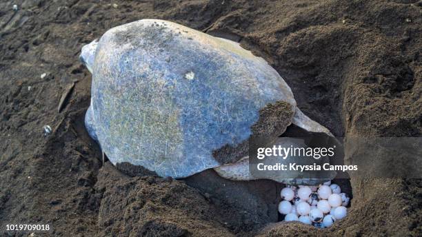 female olive ridley sea turtle laying eggs in nest on beach, costa rica - oeuf de tortue photos et images de collection