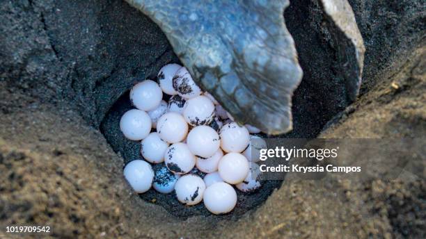 female olive ridley sea turtle laying eggs in nest on beach, costa rica - tortuga golfina fotografías e imágenes de stock