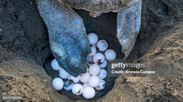 female olive ridley sea turtle laying eggs in nest on beach, costa rica - turtle's nest stock pictures, royalty-free photos & images