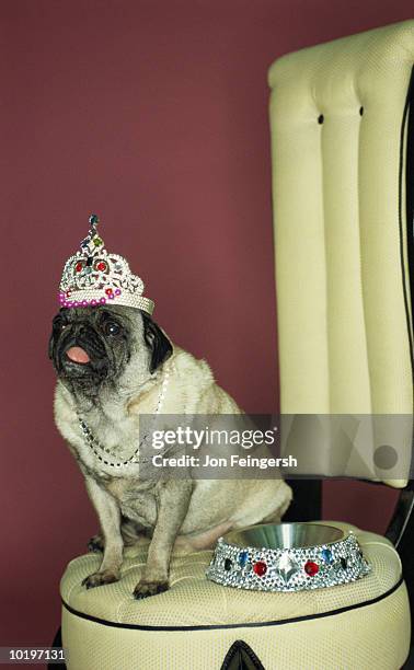 dog wearing tiara with jeweled bowl - dog tiara stock pictures, royalty-free photos & images