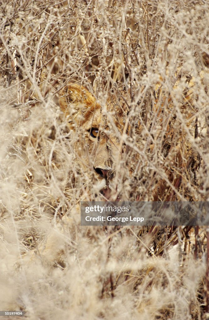 Lion (Panthera leo) hidden in tall grass