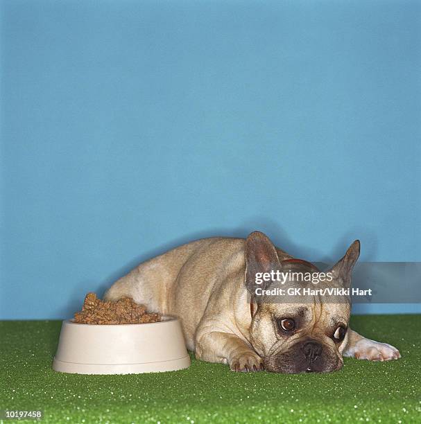 french bulldog resting next to bowl of food - rejection stock pictures, royalty-free photos & images