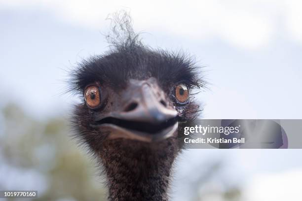 a portrait of a wild, female emu (dromaius novaehollandiae) in australia - émeu photos et images de collection