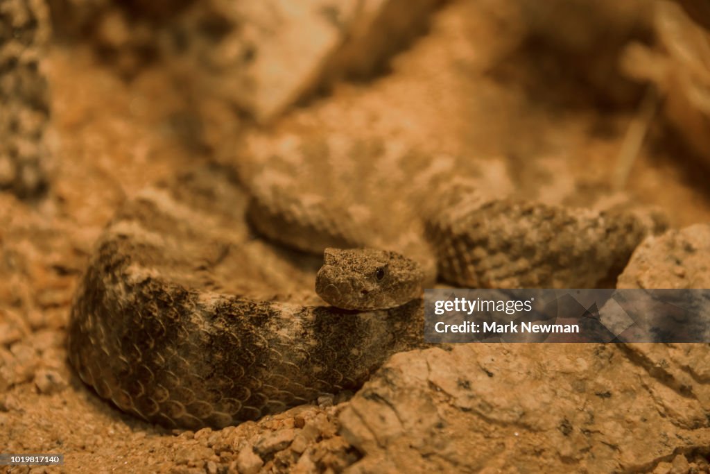 Tiger Rattlesnake