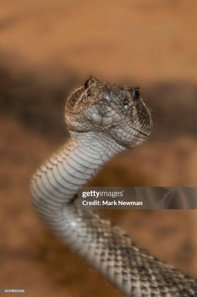 Mojave Rattlesnake