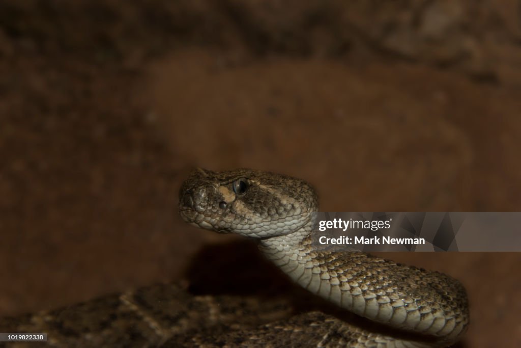 Mojave Rattlesnake