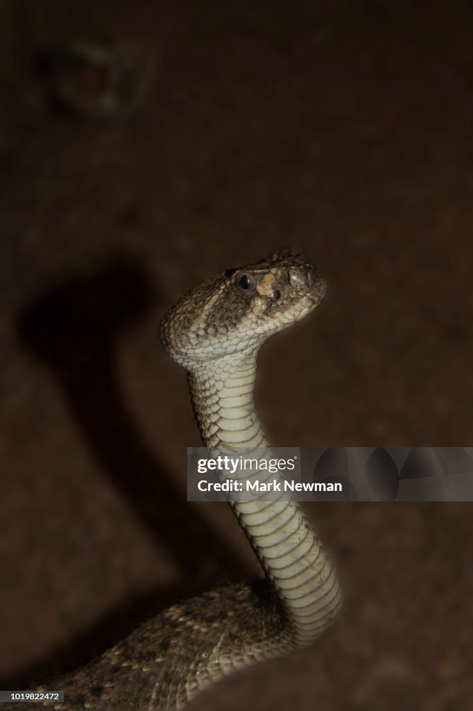 Mojave Rattlesnake
