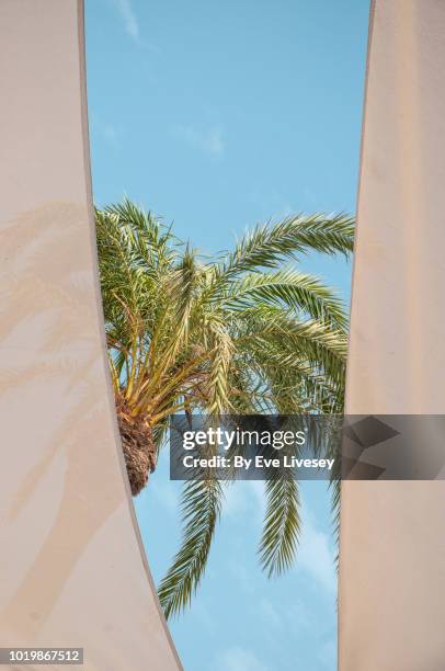 sun shade sails and palm tree - shade sail stock pictures, royalty-free photos & images