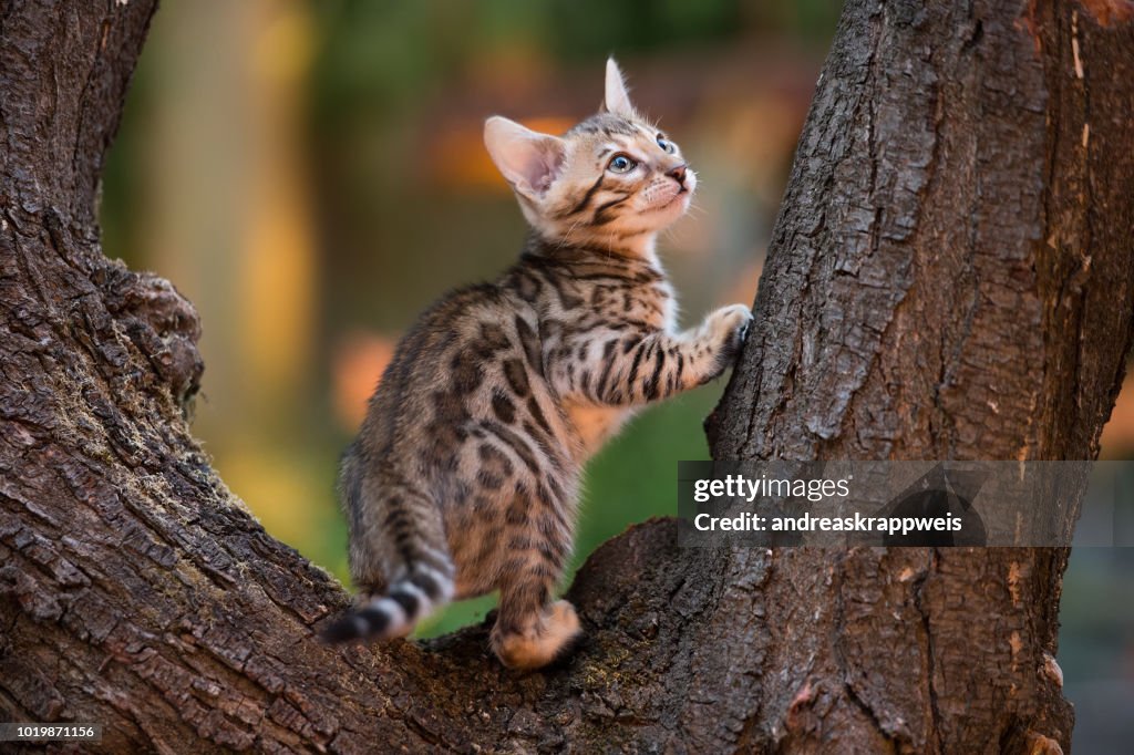 Bengal Kätzchen im freien