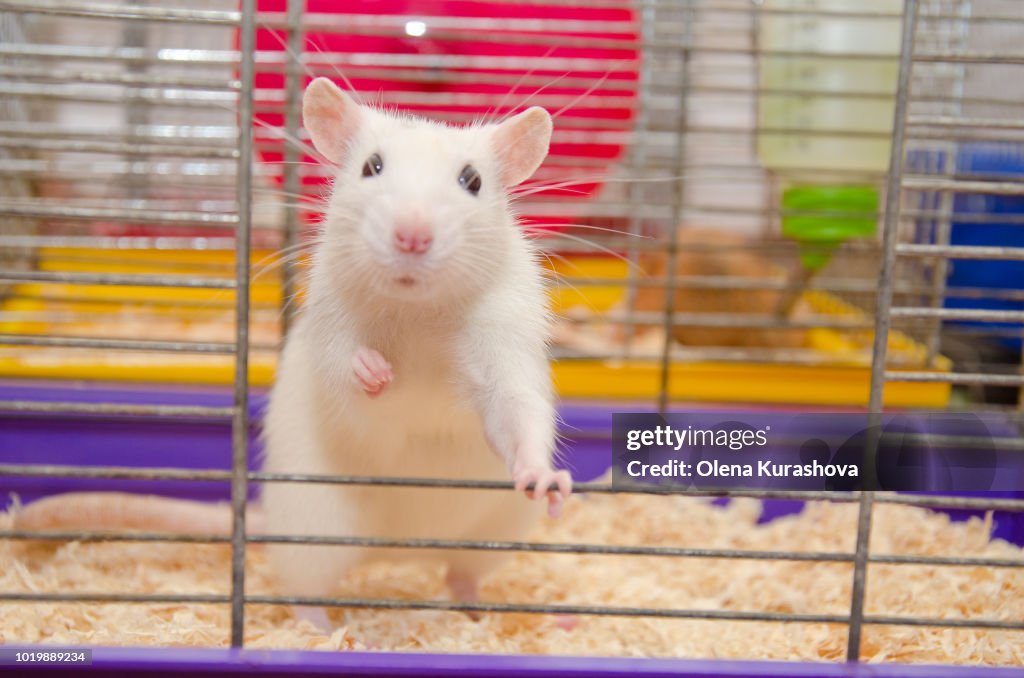 Funny white laboratory rat standing and looking out of a cage