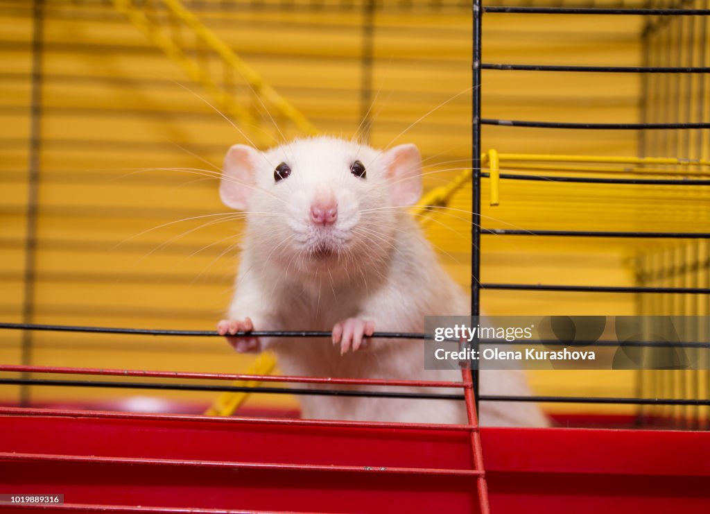 Cute laboratory rat of the dumbo breed