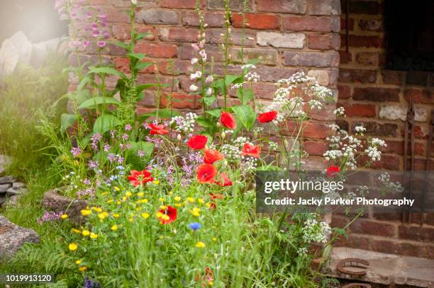 beautiful vibrant english cottage garden flowers in the hazy summer sunshine, including red poppies, yellow buttercups, queen anne's lace and ragged robin flowers - wildblume stock-fotos und bilder