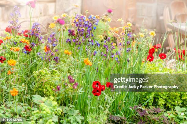 beautiful vibrant english cottage garden flowers in the hazy summer sunshine including ladybird red poppies and astrantia flowers - english cottage stock pictures, royalty-free photos & images