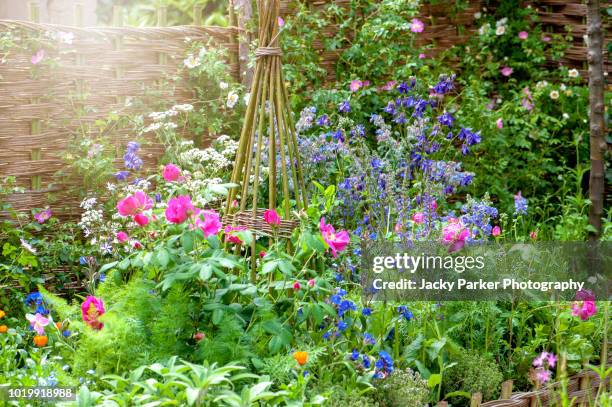 beautiful vibrant english cottage garden flowerbed with wicker plant support in the hazy summer sunshine - columbine flower stock pictures, royalty-free photos & images