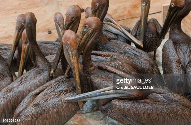 Oil covered brown pelicans found off the Louisiana coast and affected by the BP Deepwater Horizon oil spill in the Gulf of Mexico wait in a holding...