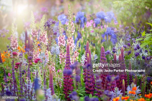 beautiful vibrant english cottage garden flowers in the hazy summer sunshine including vibrant coloured verbascums/mullein and lupins - bright beautiful flowers 個照片及圖片檔